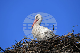 Село Ясеновец - пролет - щъркели