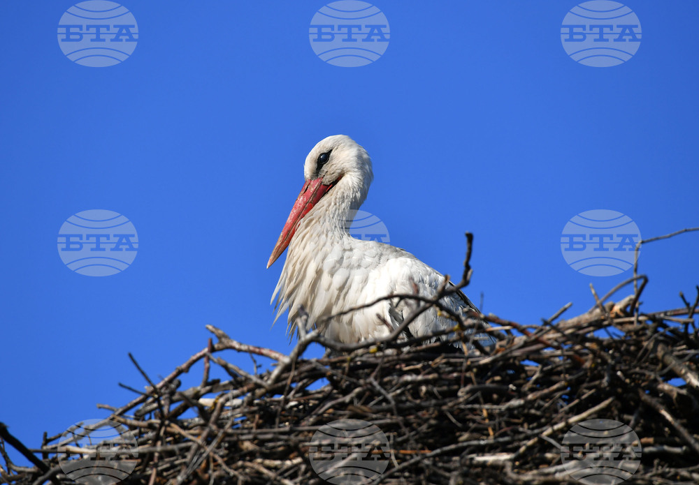 Село Ясеновец - пролет - щъркели