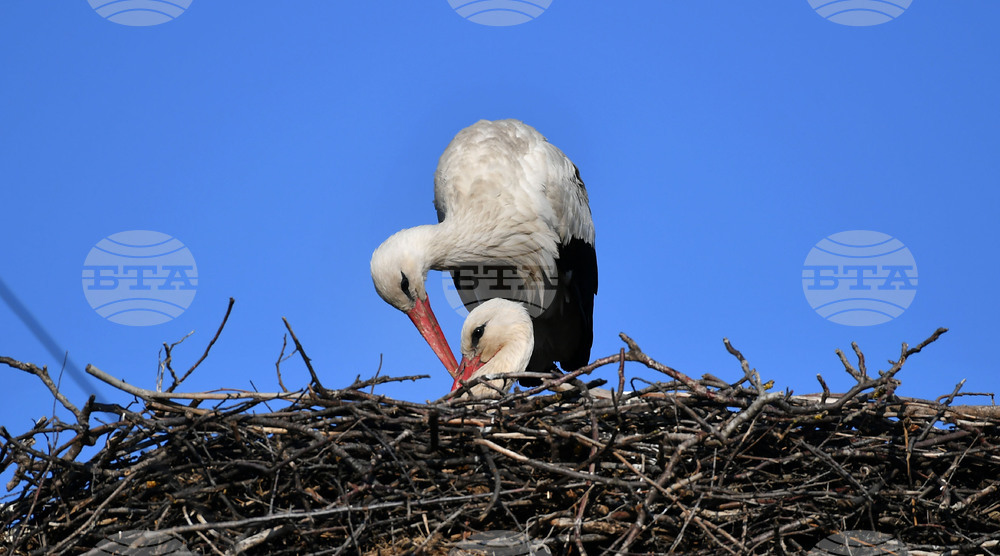 Село Ясеновец - пролет - щъркели