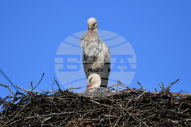 Село Ясеновец - пролет - щъркели