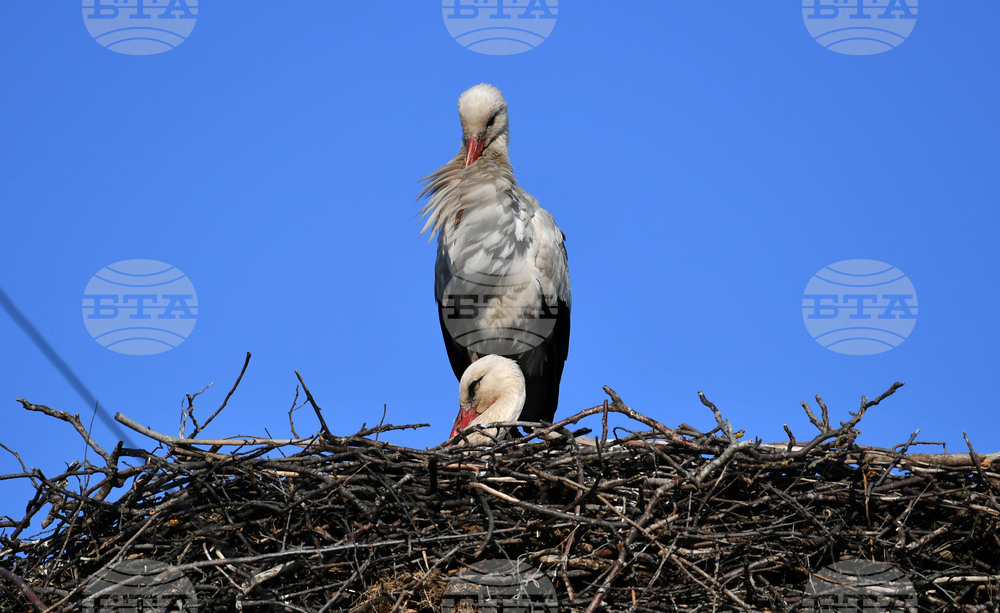 Село Ясеновец - пролет - щъркели