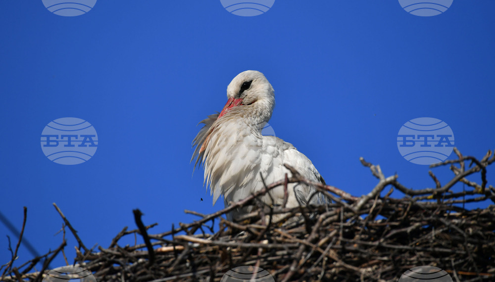 Село Ясеновец - пролет - щъркели