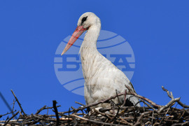 Село Ясеновец - пролет - щъркели