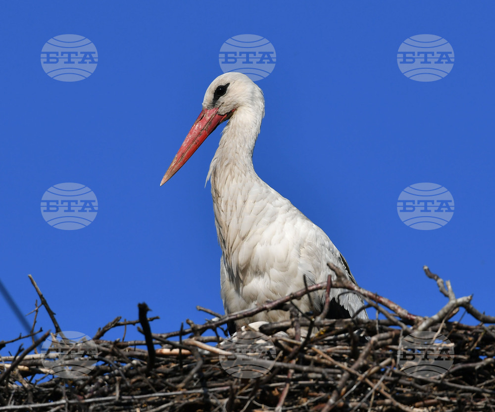 Село Ясеновец - пролет - щъркели