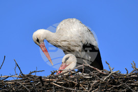 Село Ясеновец - пролет - щъркели