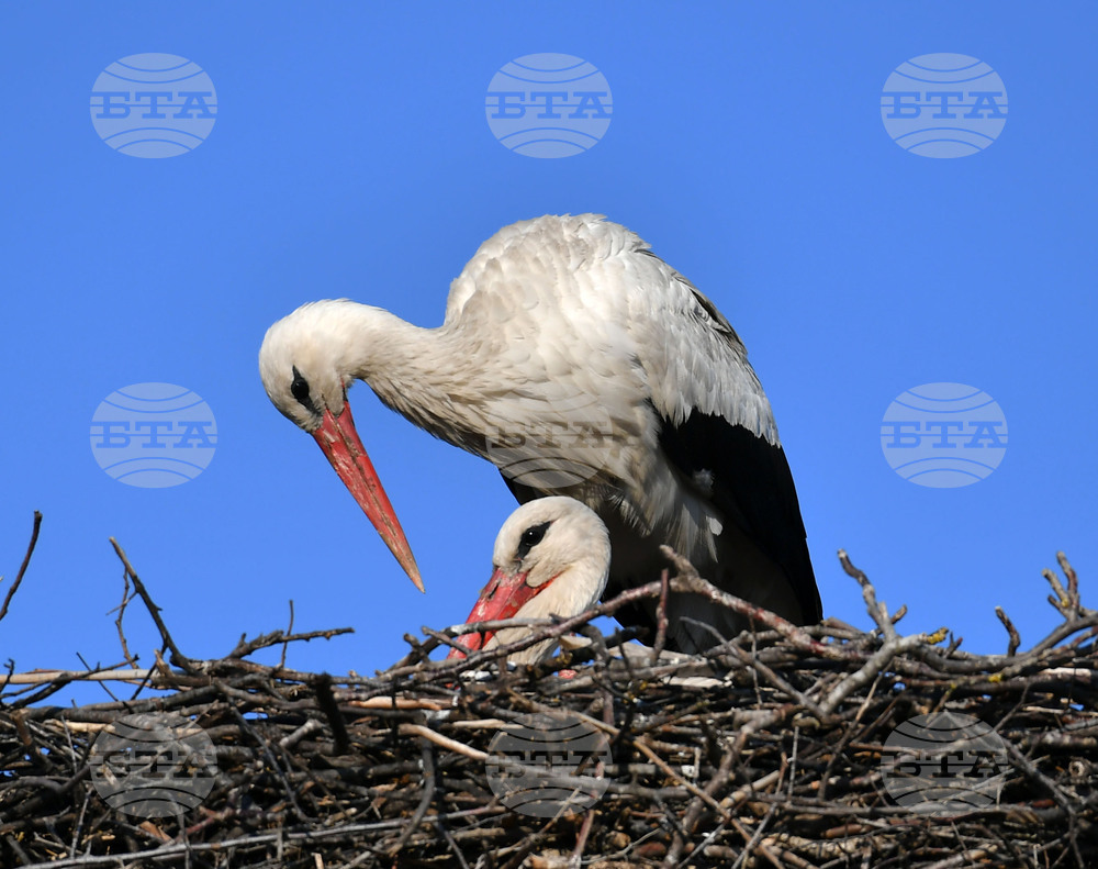 Село Ясеновец - пролет - щъркели