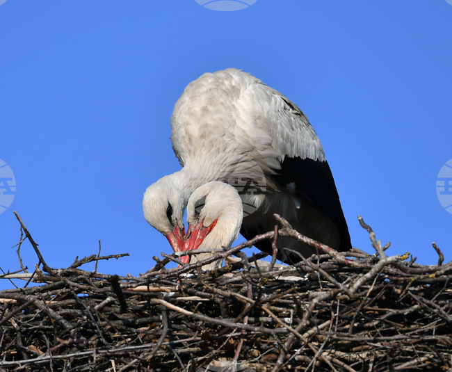 Село Ясеновец - пролет - щъркели