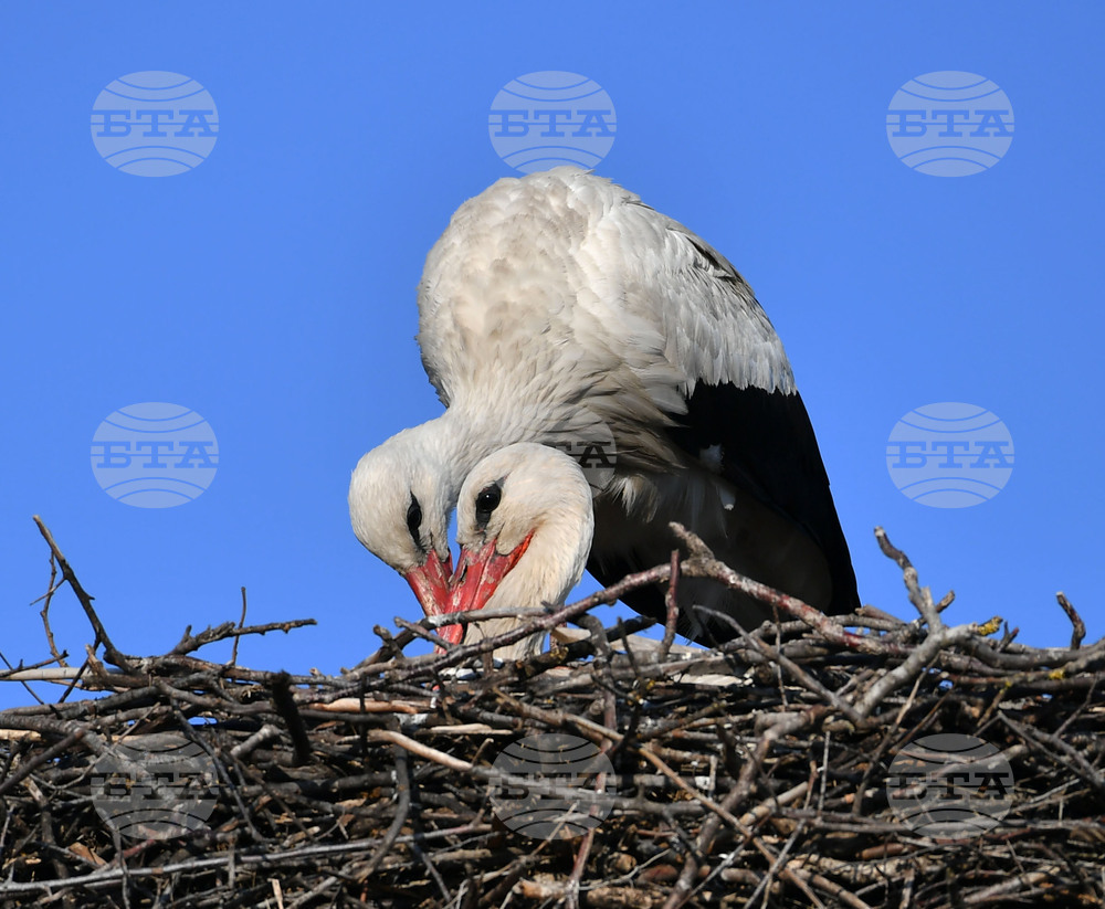 Село Ясеновец - пролет - щъркели