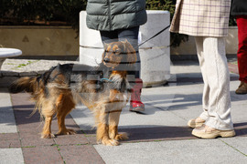Бургас - национален протест срещу насилието на животни