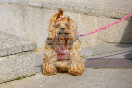 Бургас - национален протест срещу насилието на животни