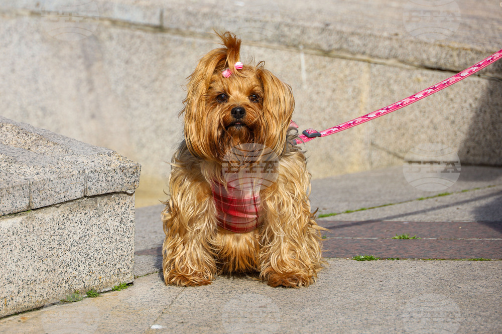 Общо 52 са регистрираните домашни кучета в община Смолян от ноември досега