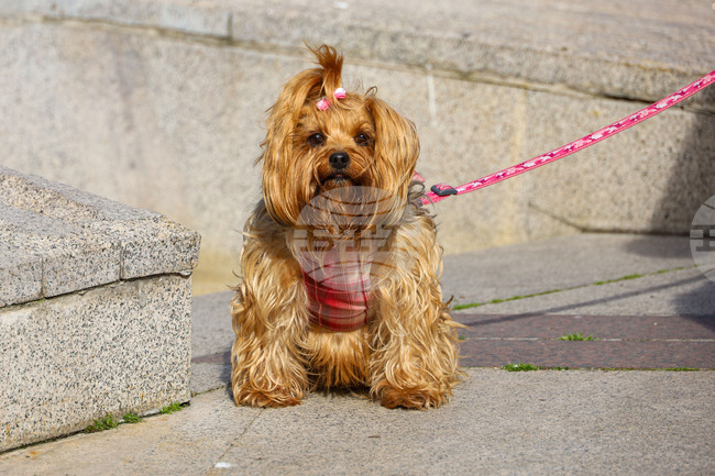 Общо 52 са регистрираните домашни кучета в община Смолян от ноември досега