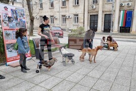 Протест срещу насилието над животни във Враца, снимка: Мая Ценова