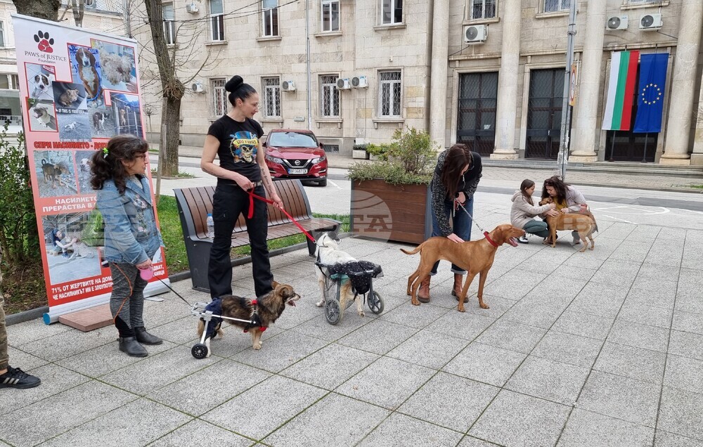 Протест срещу насилието над животни във Враца, снимка: Мая Ценова