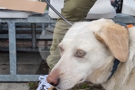 Габрово - протест срещу насилието над животни