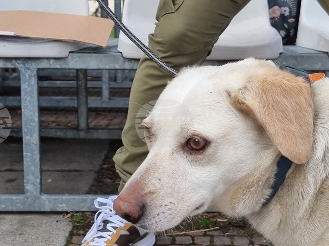 Габрово - протест срещу насилието над животни