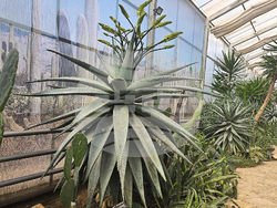 Балчик - Университетска ботаническа градина