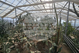 Балчик - Университетска ботаническа градина