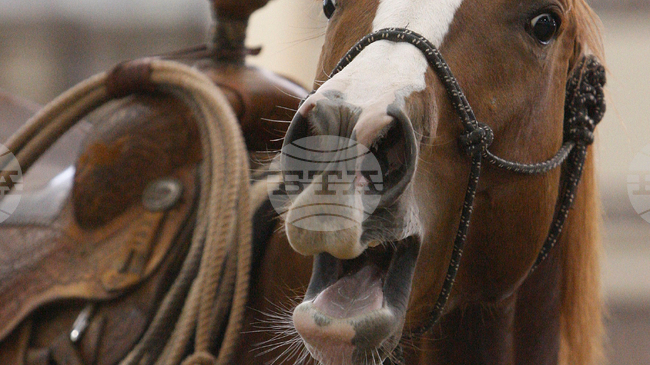 Учени разкриха защо конското цвилене е уникално в животинския свят