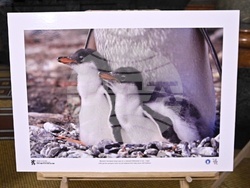 „Антарктида и българите“ - фото изложба