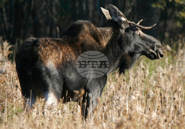 Moose Hunting Limits