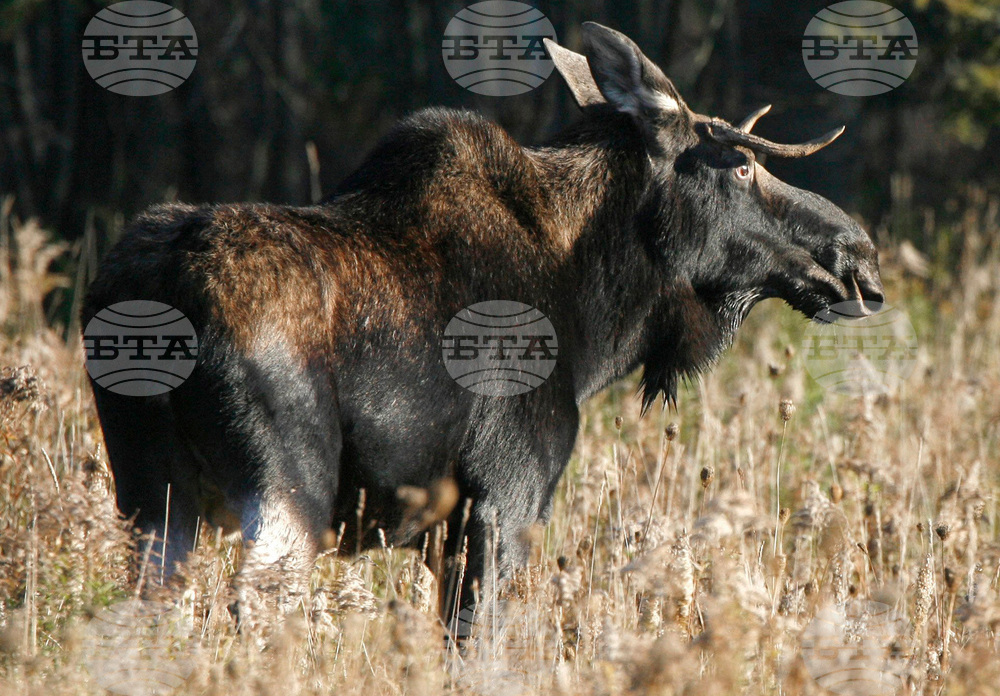 Moose Hunting Limits