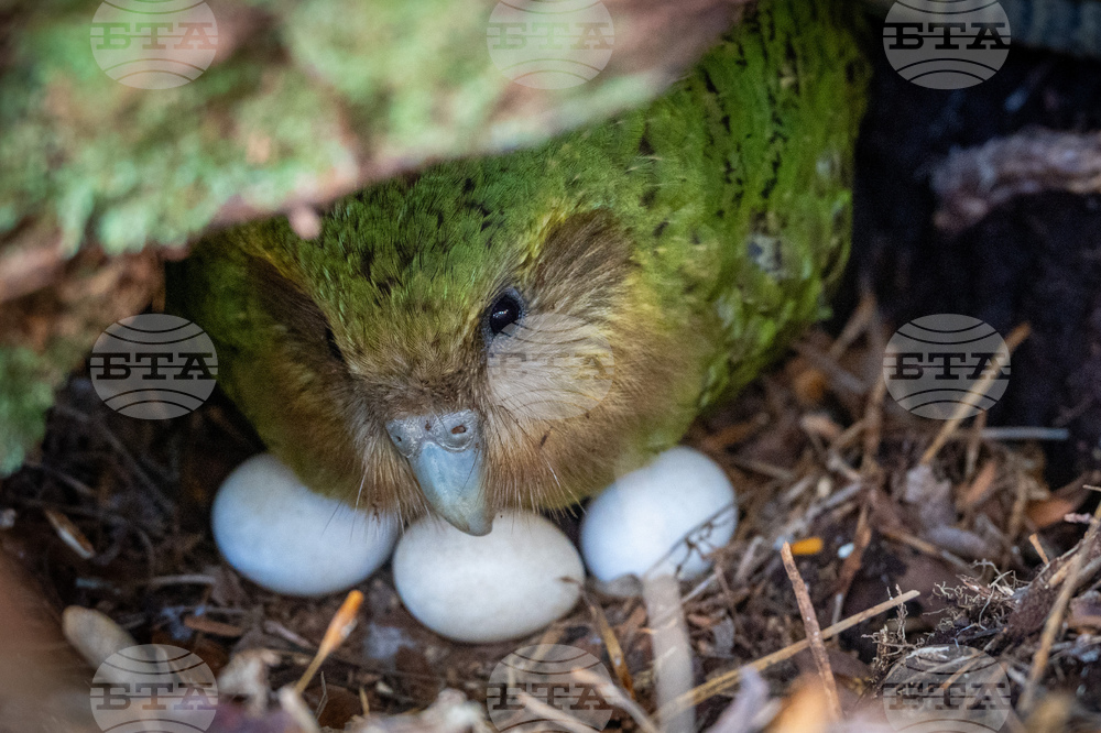Изобилна реколта от плодове в Нова Зеландия настройва за романтика единствения нелетящ папагал в света 