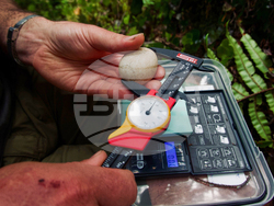 New Zealand Native Parrot