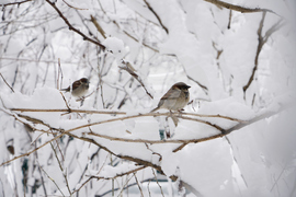 Winter Weather New York