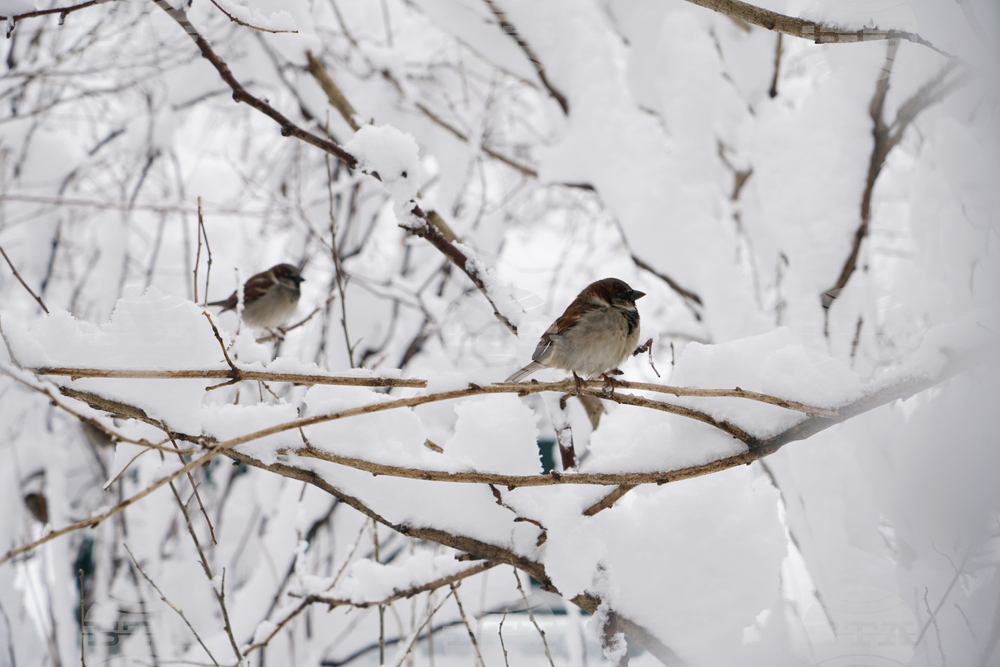 Winter Weather New York