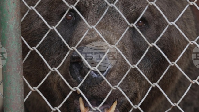 Две мечки от Аржентина пристигат в Парка за мечки край Белица