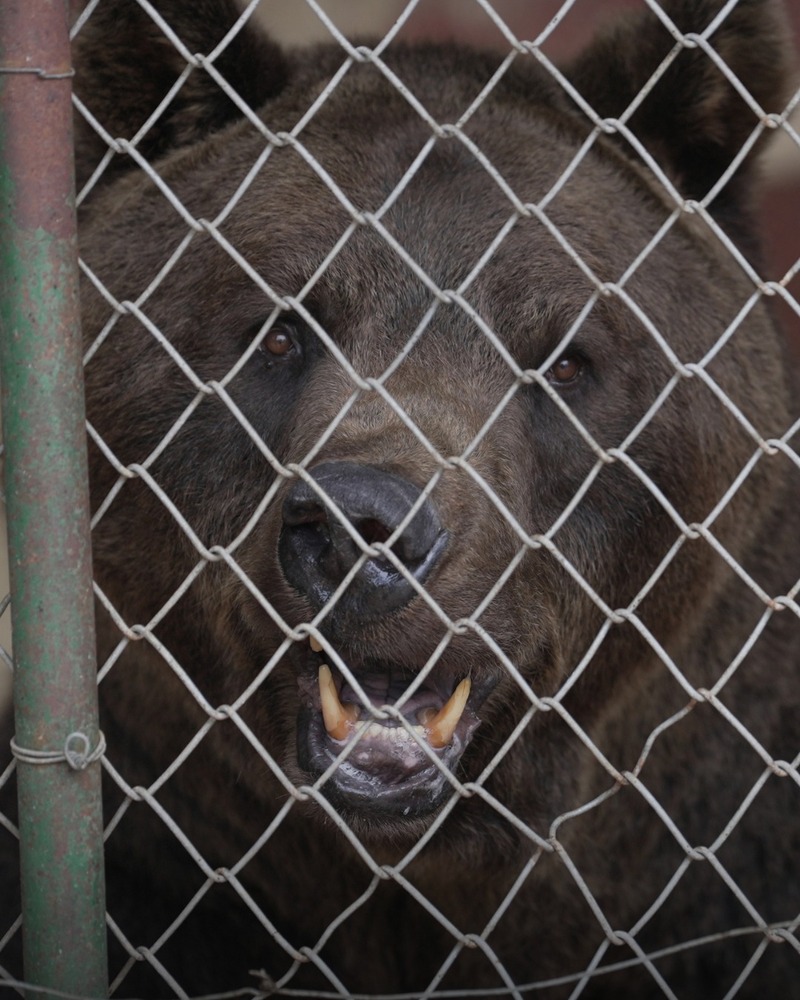 Две мечки от Аржентина пристигат в парка „Белица“
