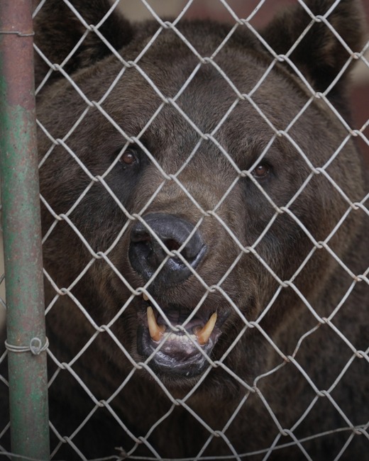 Две мечки от Аржентина пристигат в парка „Белица“