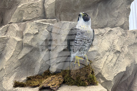 Самоков - Национален парк „Рила” - годишнина - честване