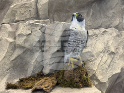 Самоков - Национален парк „Рила” - годишнина - честване