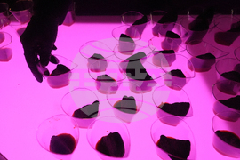 Food Festivals Future