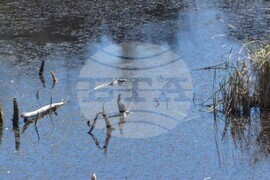 Кърджали  - акция по почистването на местообитанието на чапловата колония