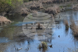 Кърджали  - акция по почистването на местообитанието на чапловата колония