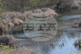 Кърджали  - акция по почистването на местообитанието на чапловата колония