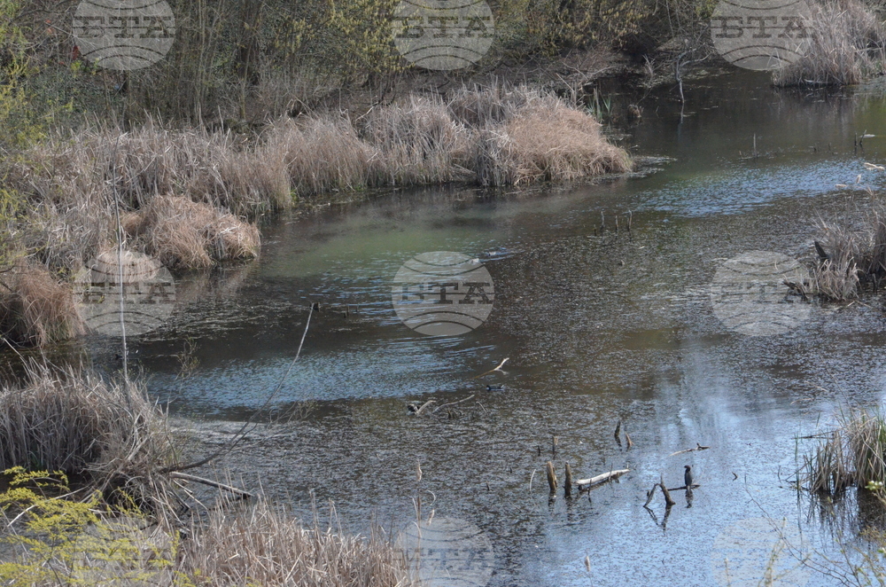 Кърджали  - акция по почистването на местообитанието на чапловата колония