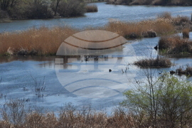 Кърджали  - акция по почистването на местообитанието на чапловата колония