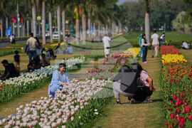 India Tulips