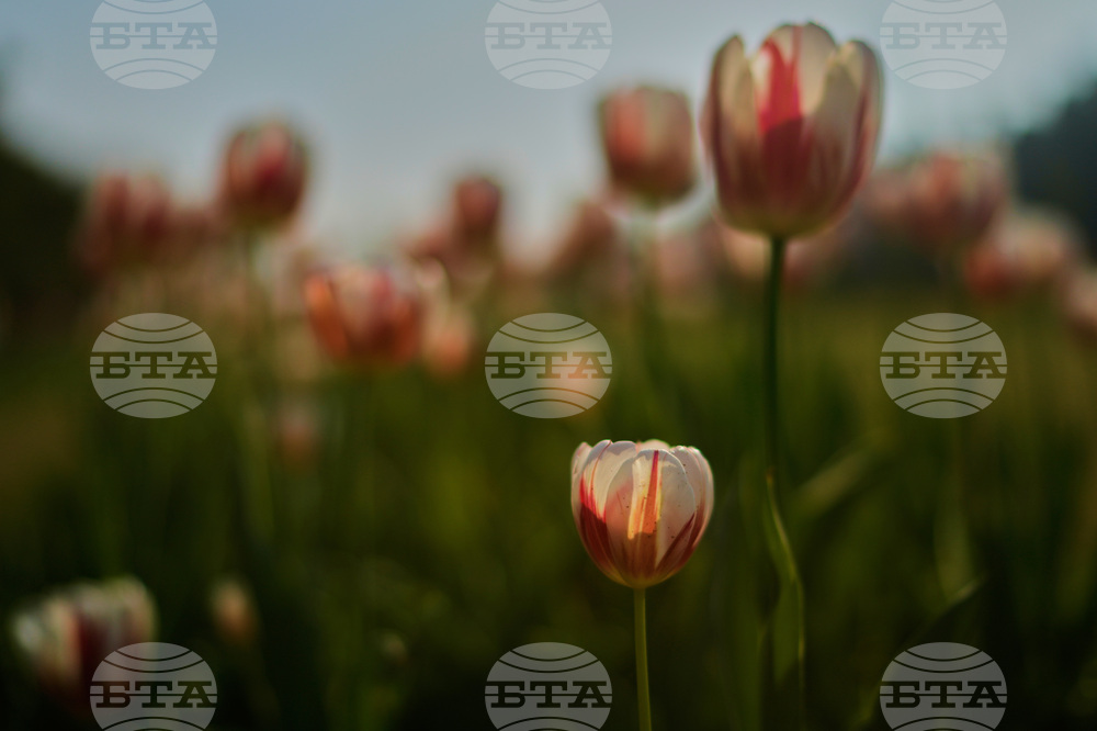 India Tulips