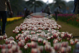 India Tulips