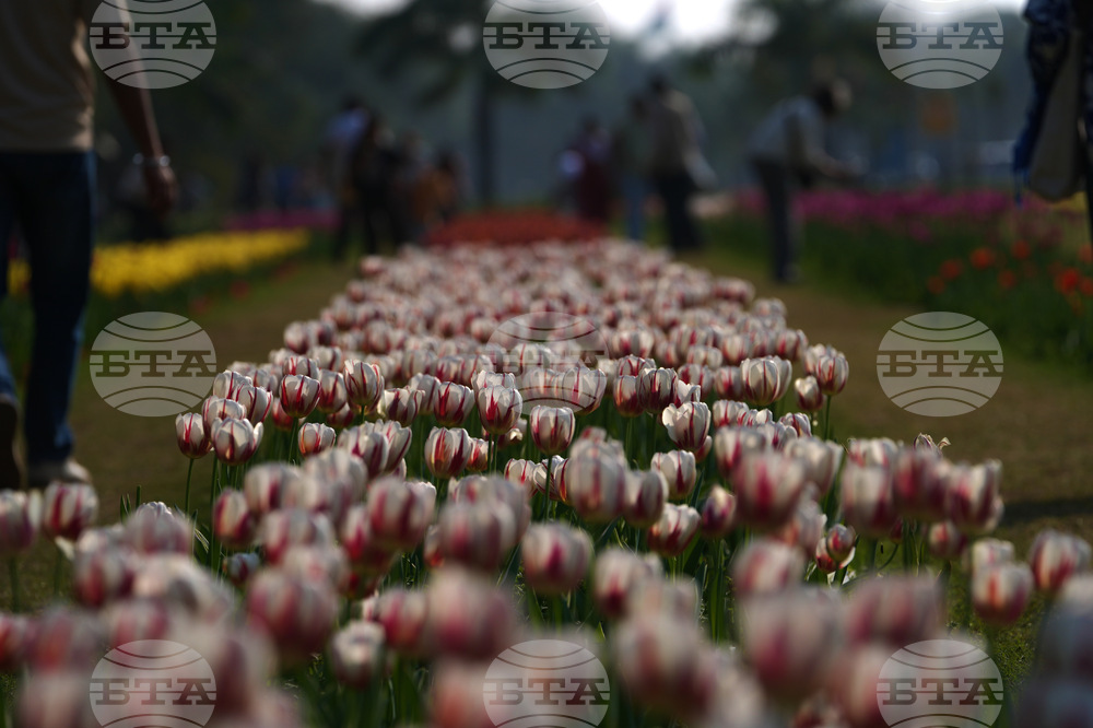 India Tulips
