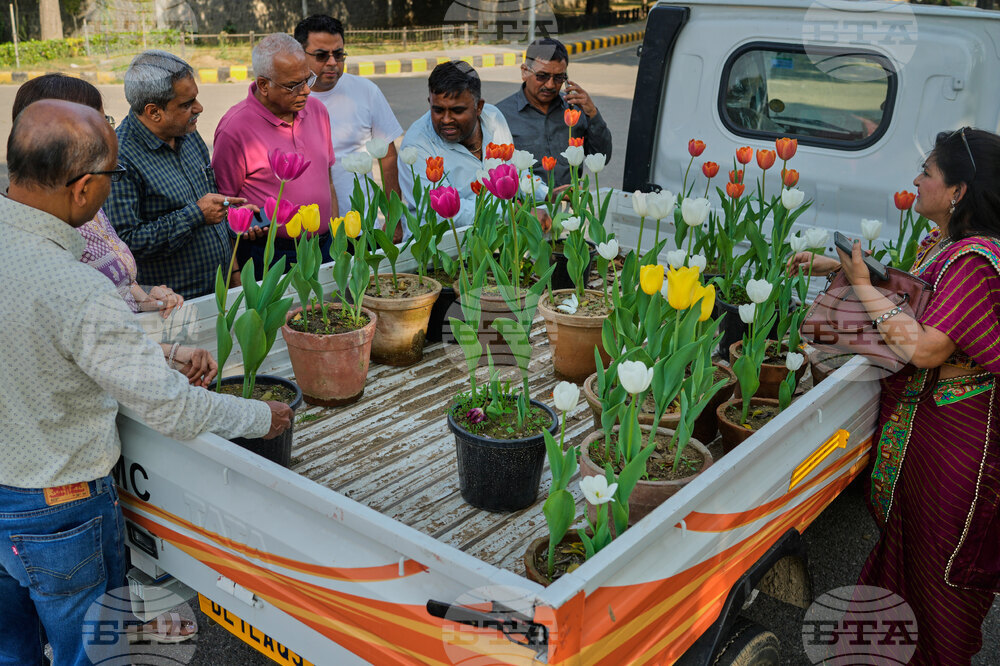 India Tulips