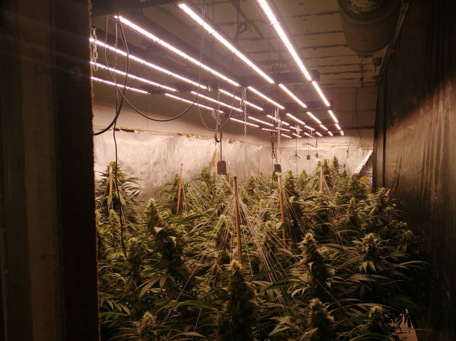 Борислав Сарафов: Установихме изключително добре прикрита наркооранжерия, една от най-големите в страната през последните години