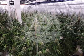 Нова Загора - нарколаборатория