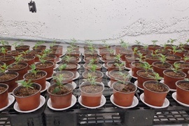 Нова Загора - нарколаборатория