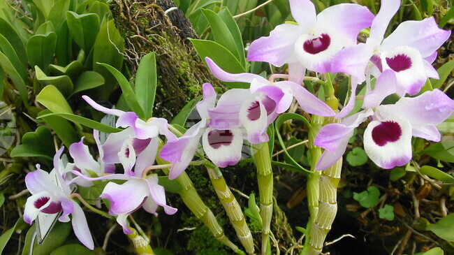 Ежегодното събитие, посветено на орхидеите, ще се състои в Ботаническата градина на БАН от 28 февруари до 8 март